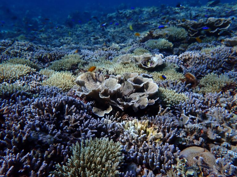Gili Matra MPA