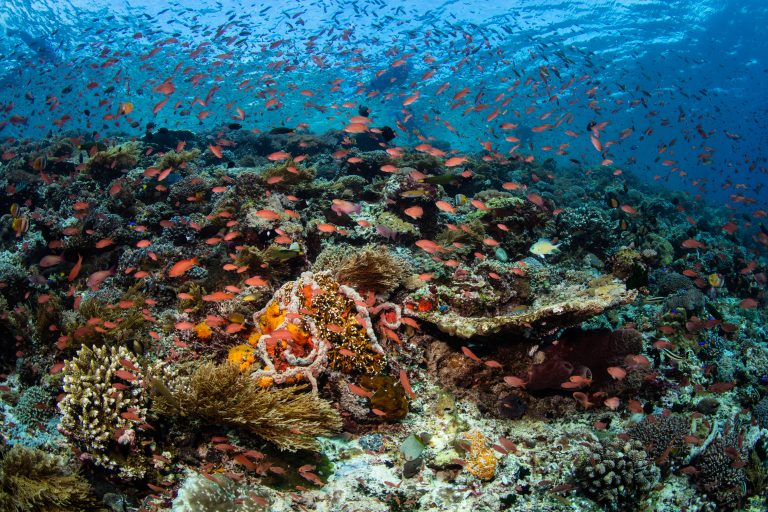Savu Sea MPA